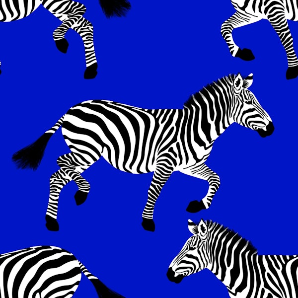Zebra wallpaper 10 Electric Blue
