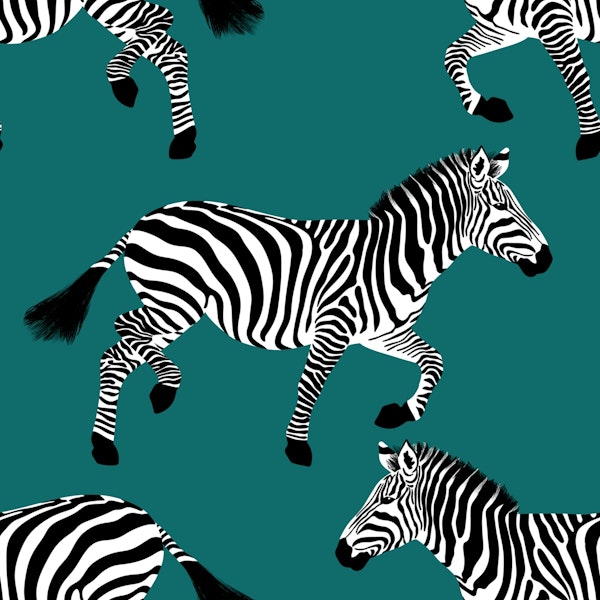 Zebra wallpaper 11 Teal