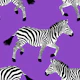 Zebra wallpaper 18 Deep Lilac