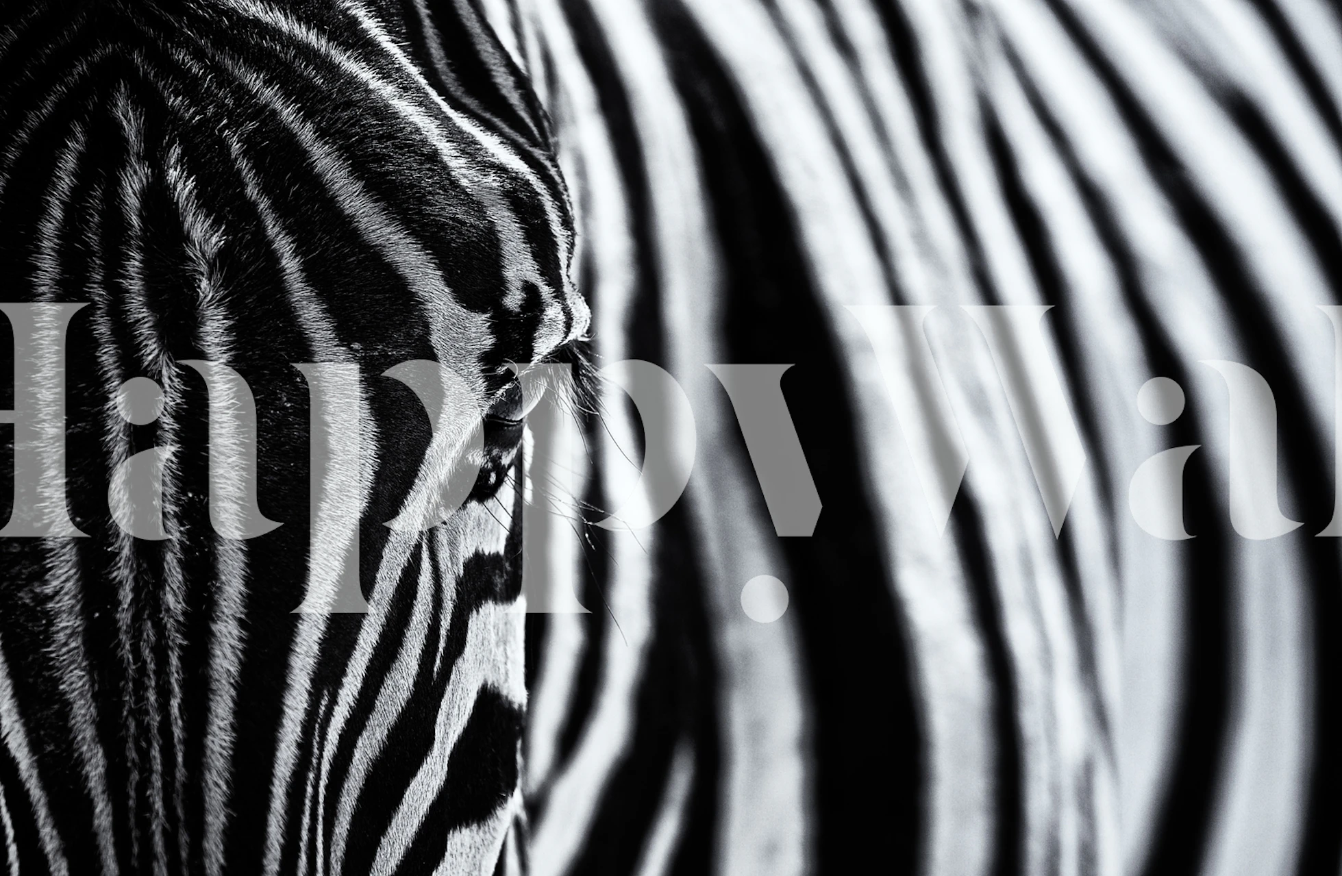Close-up zebra stripes pattern in black and white wallpaper