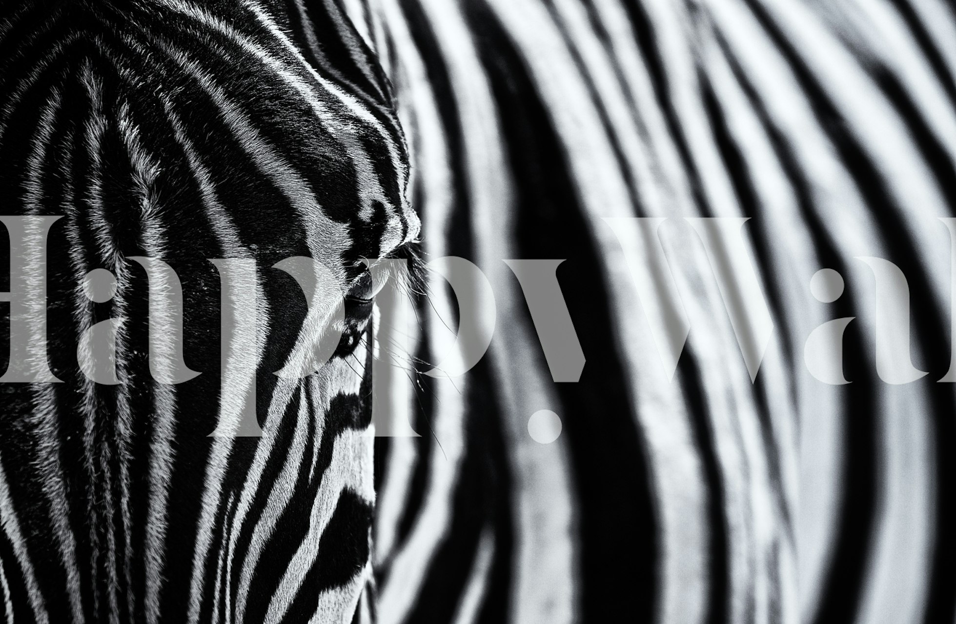 Close-up zebra stripes pattern in black and white wallpaper