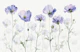 Pastel Petals - blue