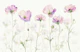 Pastel Petals - soft pink