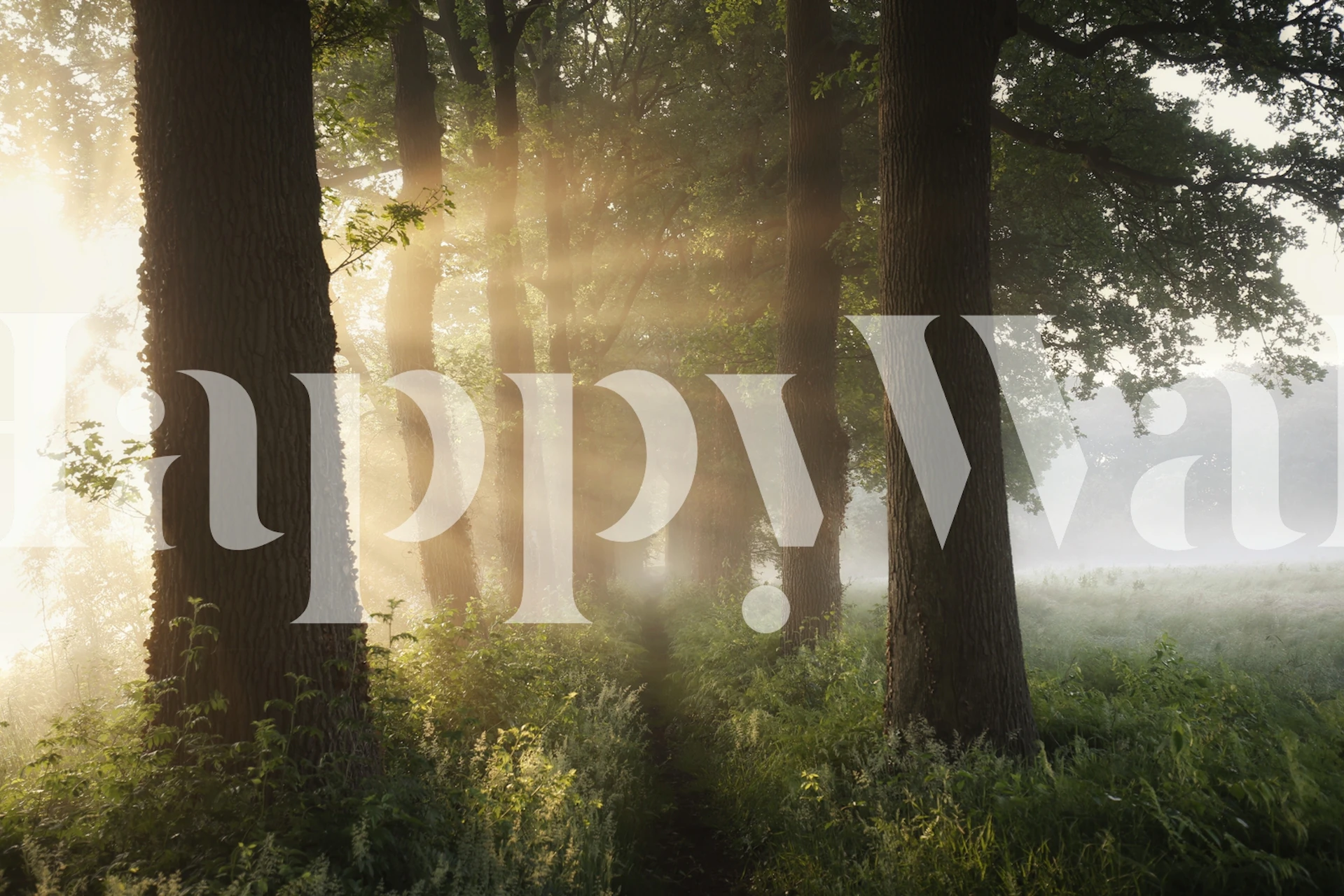 Forest wallpaper with sunlight rays