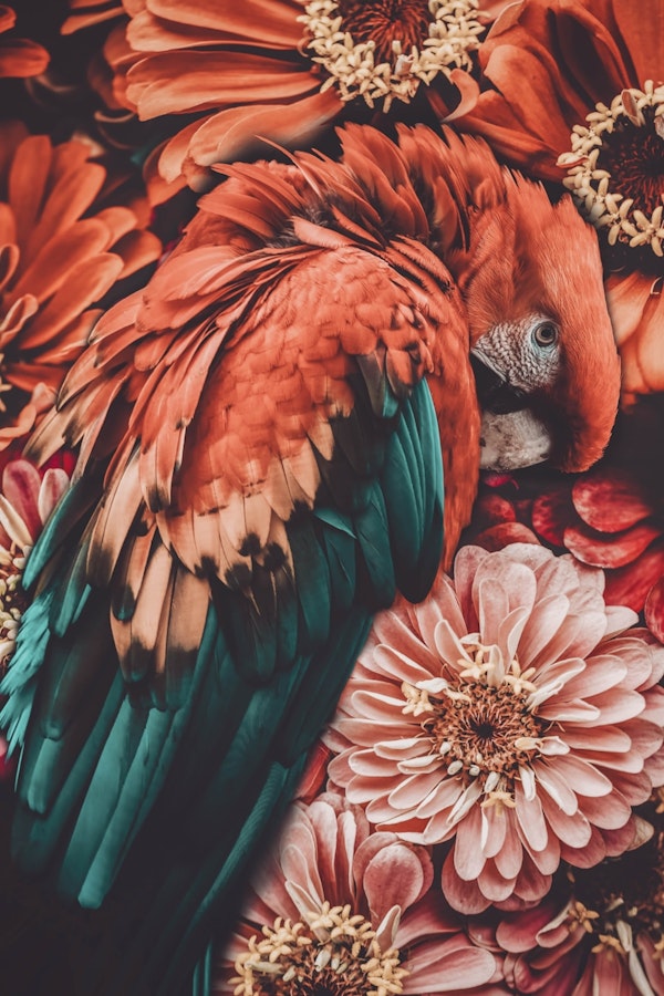 Exotic Bird and Flowers