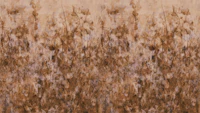Golden Meadow Blooms tapeta