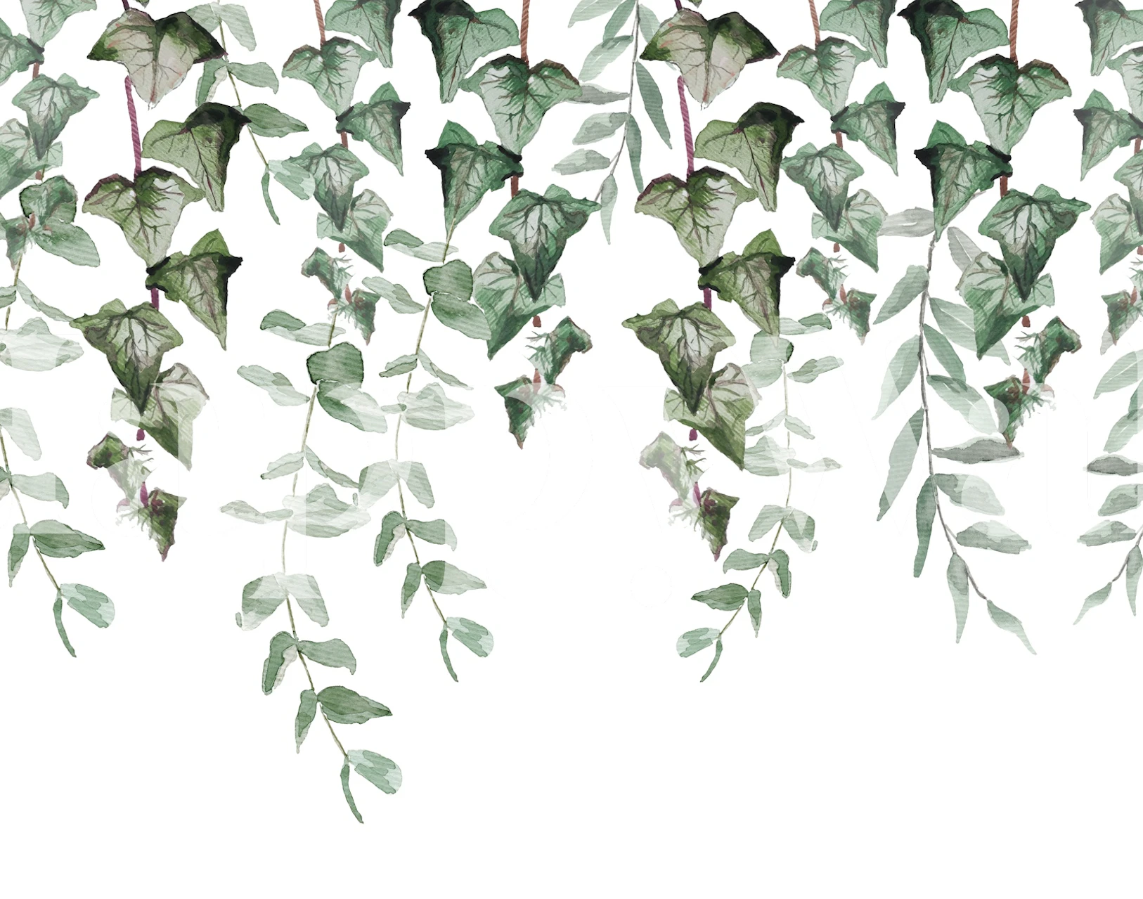 Ivy and eucalyptus leaves in green on white background wallpaper