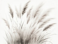 Ethereal Pampas Grass ταπετσαρία