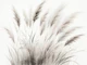 Ethereal Pampas Grass