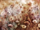 Autumn Bliss Flora