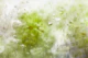 Misty Meadow Ambiance