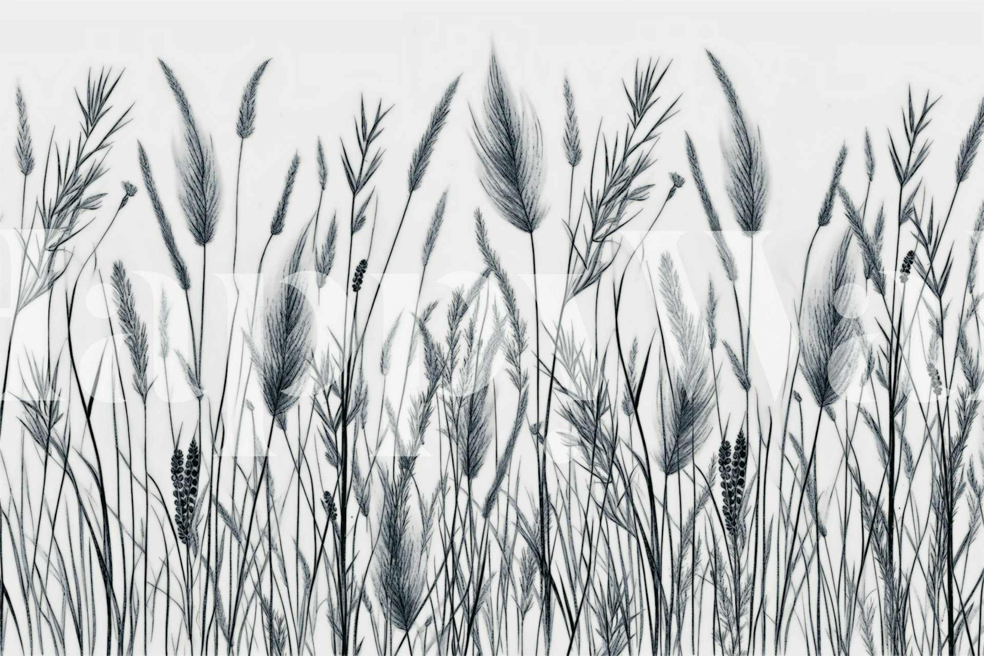 Black and white floral patterns with tall grasses and plants wallpaper