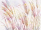 Sunset Reeds Hues