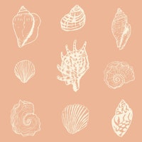 Seashell Serenade - salmon rose carta da parati