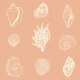 Seashell Serenade - salmon rose