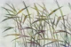 Serene Bamboo Grove