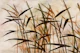 Bamboo Zen Serenity