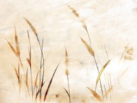 Elegant Grasses ταπετσαρία