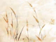 Elegant Grasses