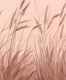 Whispering Grass