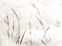 Serenity Reeds carta da parati