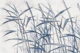 Elegant Bamboo Sketch