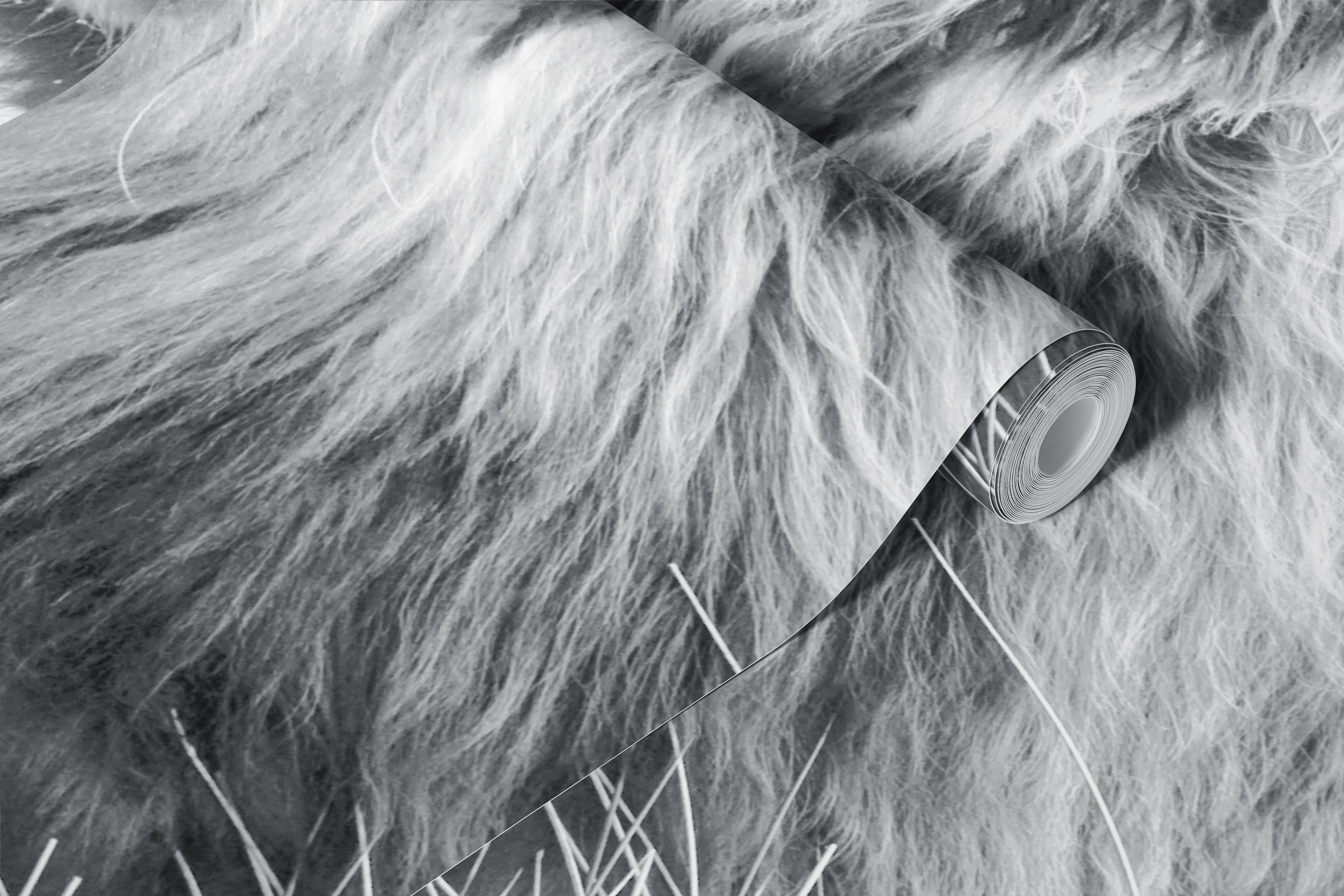 Highland cow in black and white, surrounded by grass wallpaper