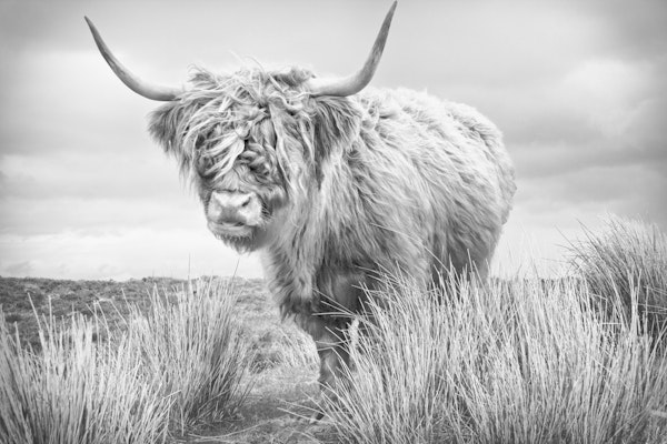 Highland Cow in Scotland