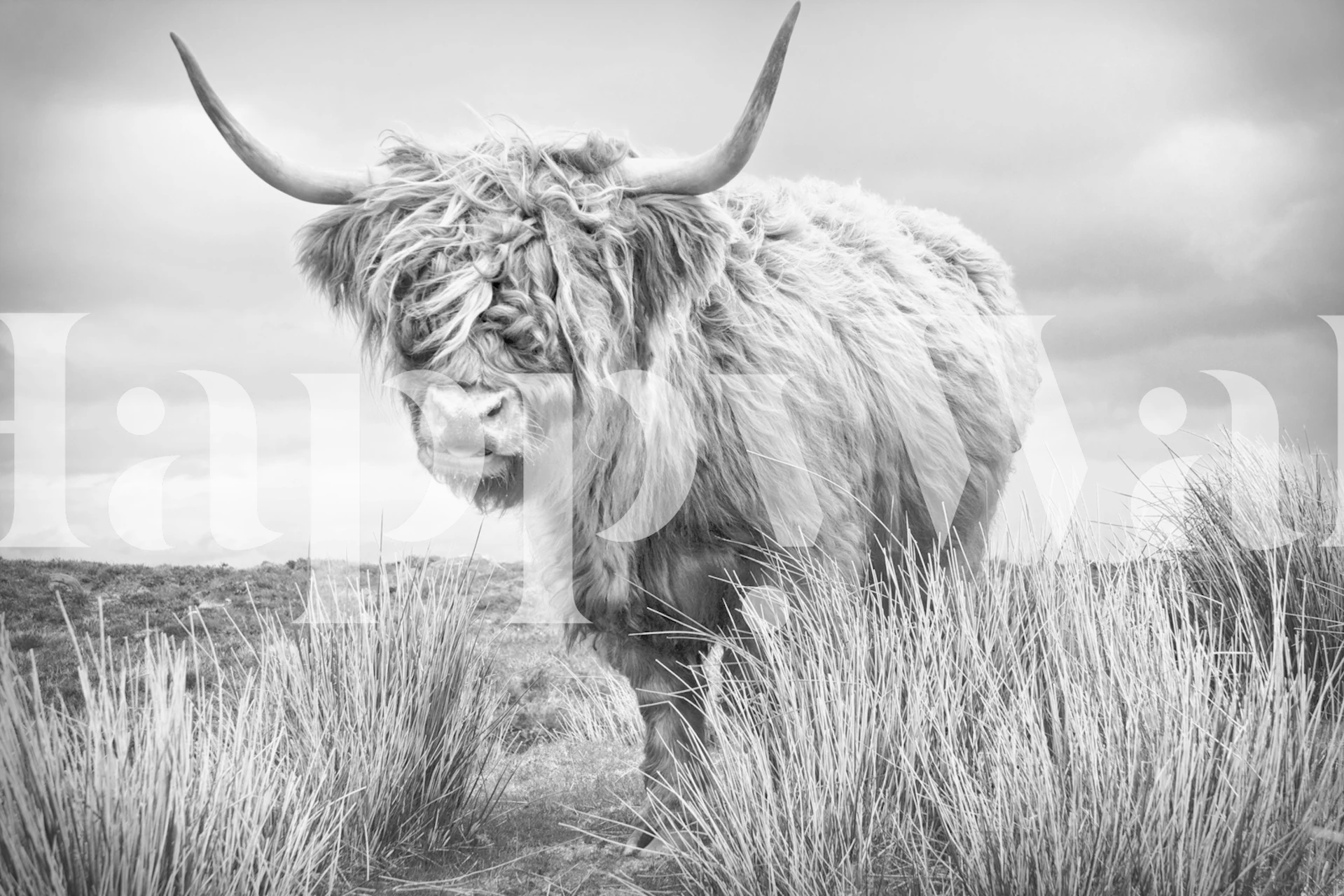 Hochlandkuh im schwarzen und weißen Stil Wandtapete
