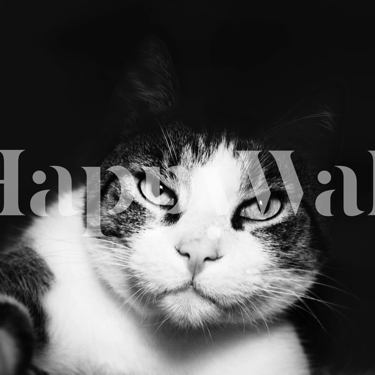 Black and white cat portrait with intense eyes wallpaper