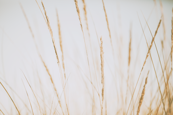 Soft Grass Japandi Beige