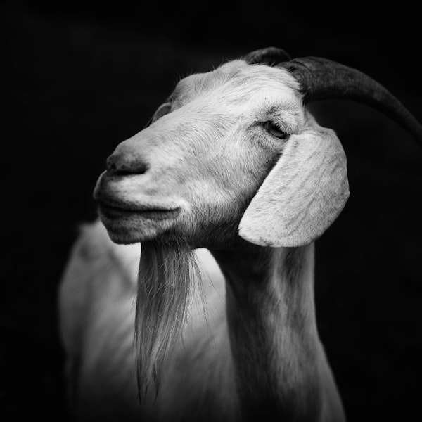Billy Goat Portrait