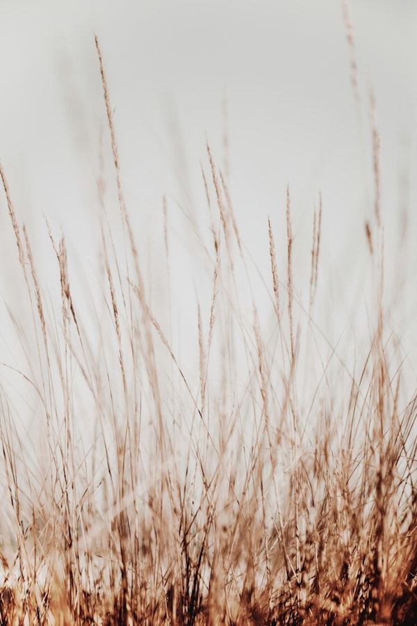 Dune Grass by the Beach Portugal