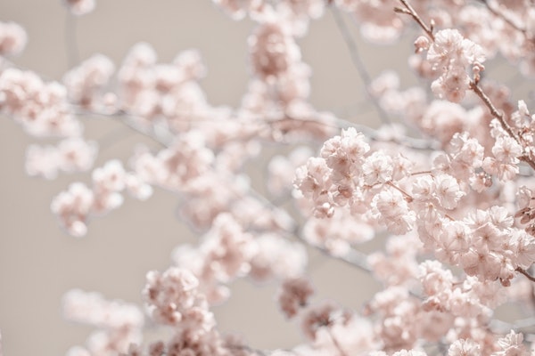 Cherry Tree Blossom Serenity