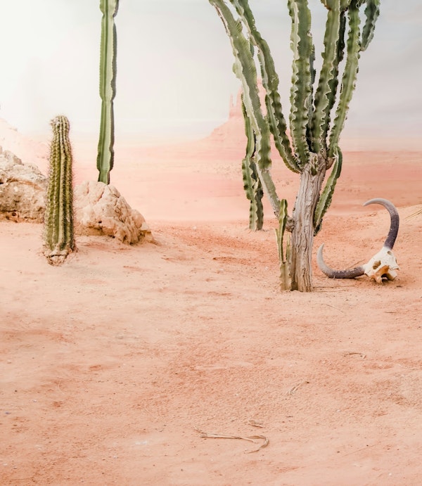 Desert Cacti Skull Wilderness Scene