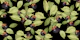 Fruit Black