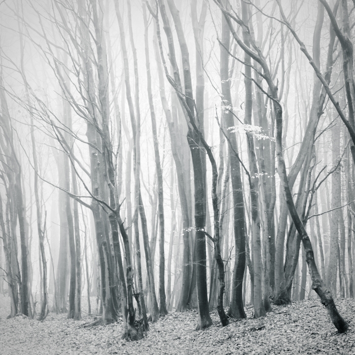 Fog in the Autumn Forest Wallpaper