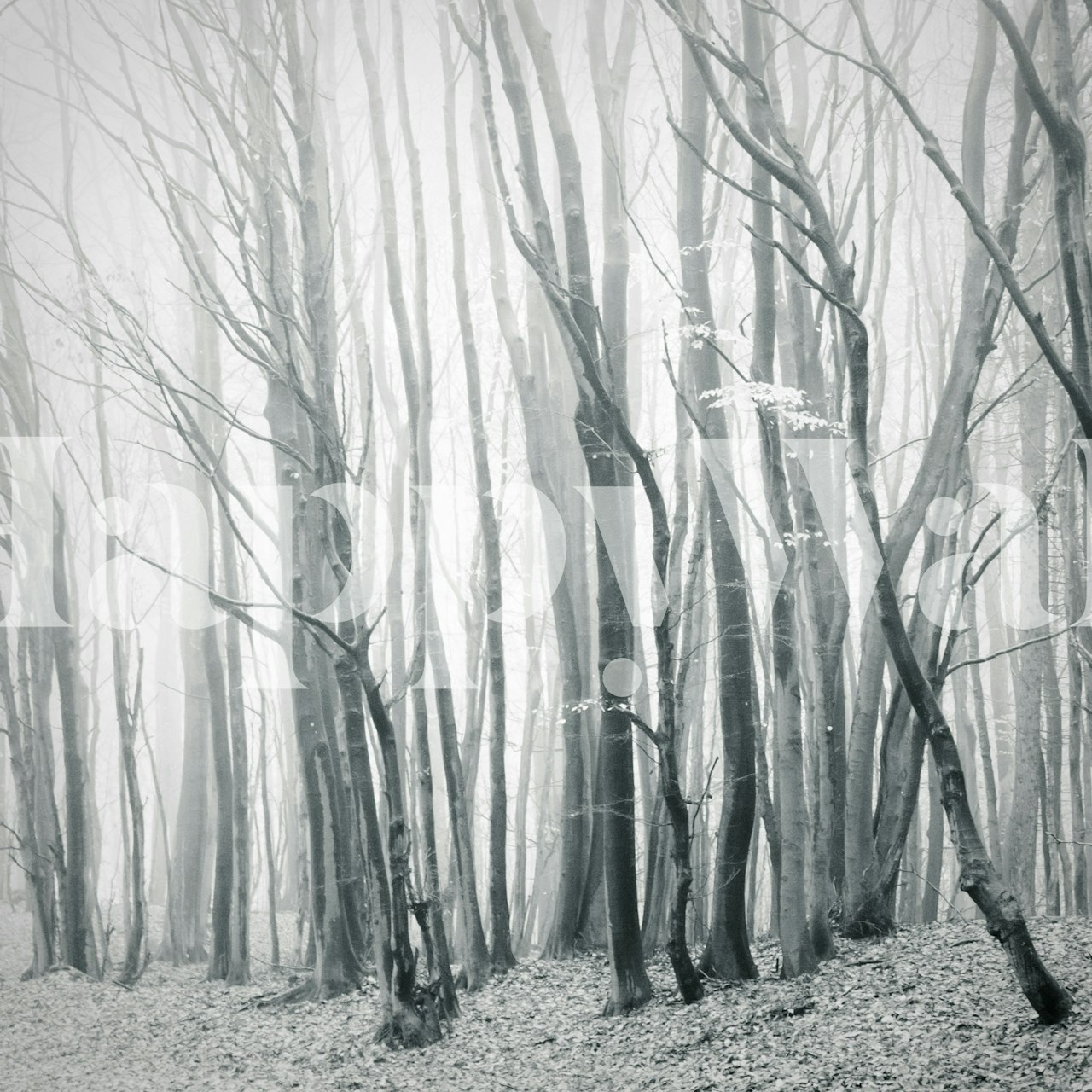 Fog in the autumn forest wallpaper design