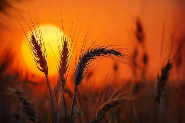Golden Wheat Sunset