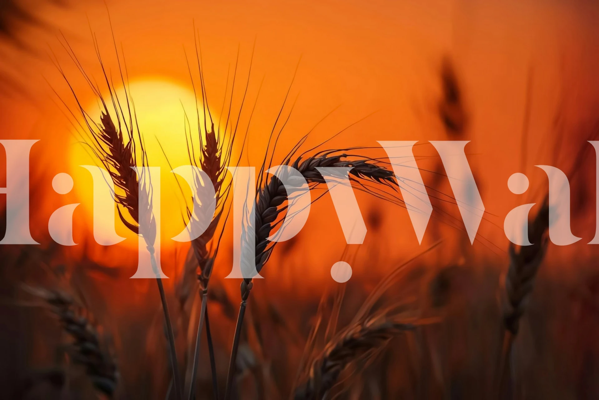 Carta da parati Golden Wheat con sfondo al tramonto