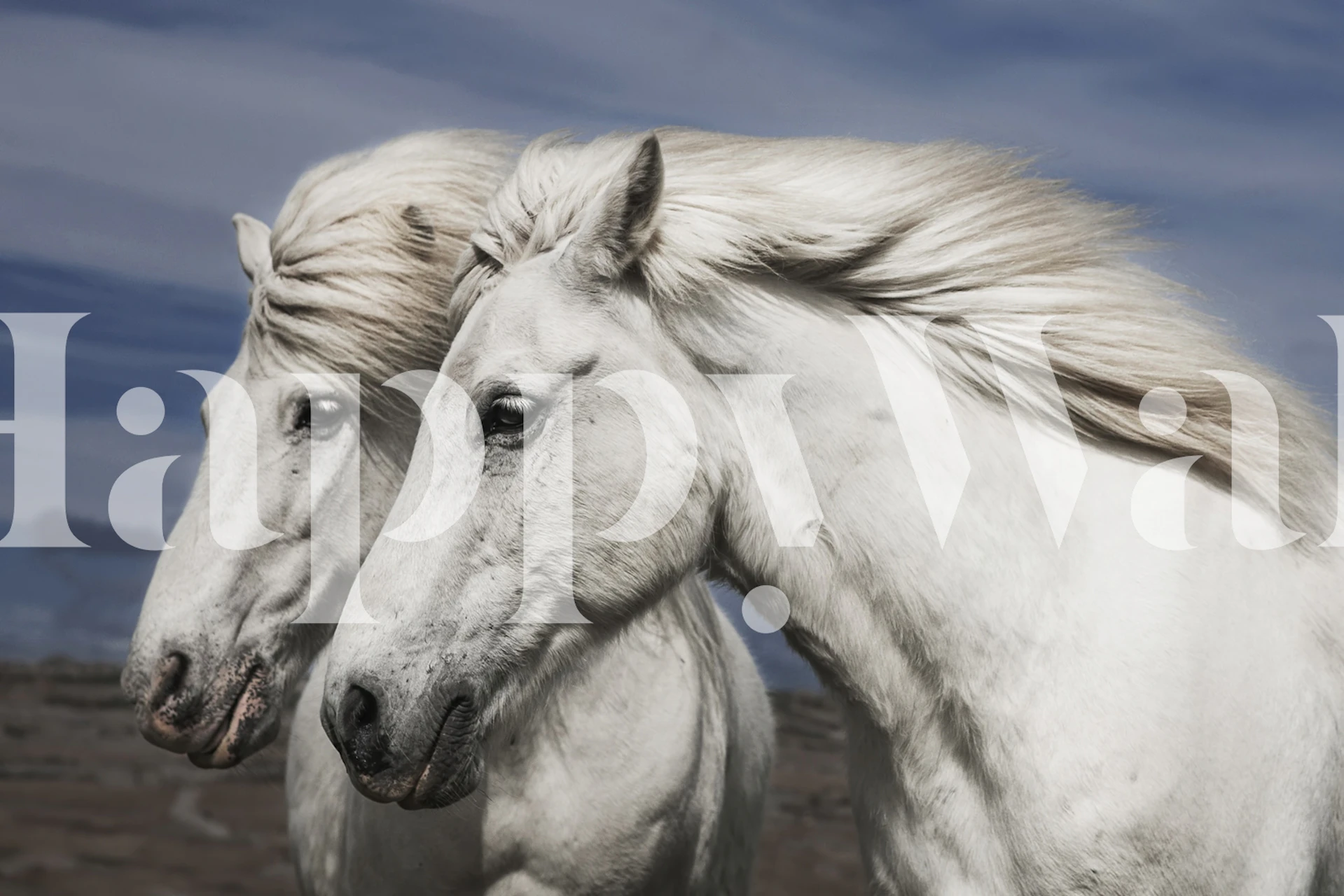 Tapet med Island horses i et rom