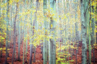 Τοιχογραφία
