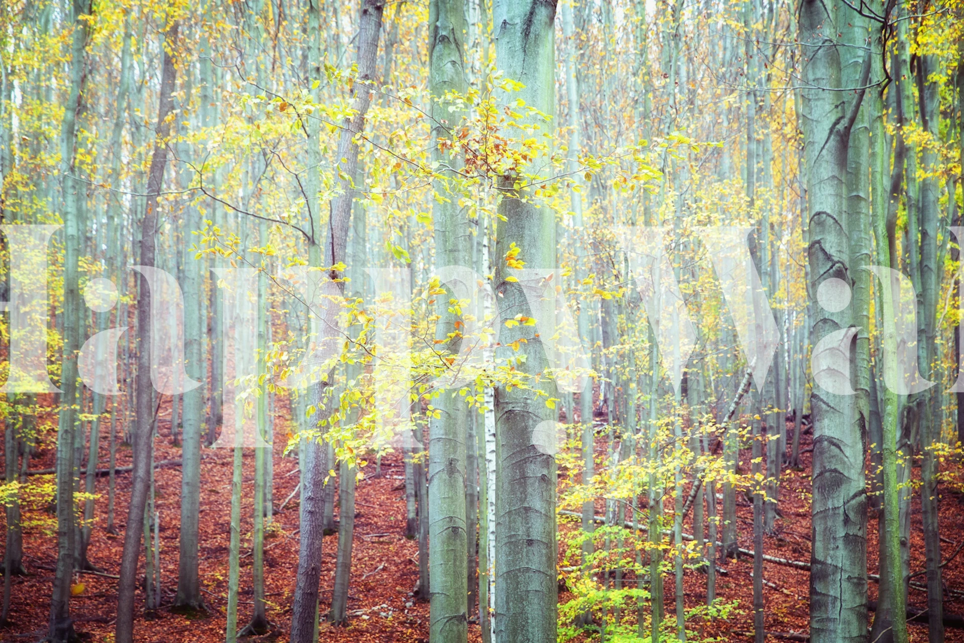 Papel de parede Autumn Beech Tranquility em um quarto