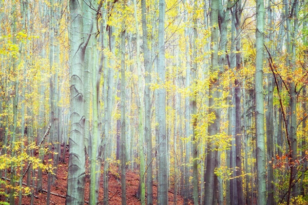 Enchanted Autumn Woods