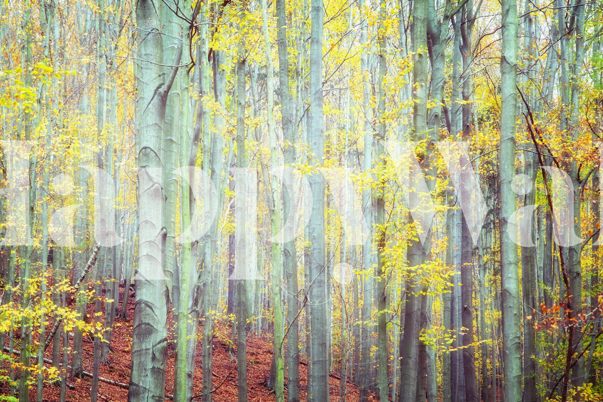 Tall trees with yellow leaves and mist in autumn forest wallpaper