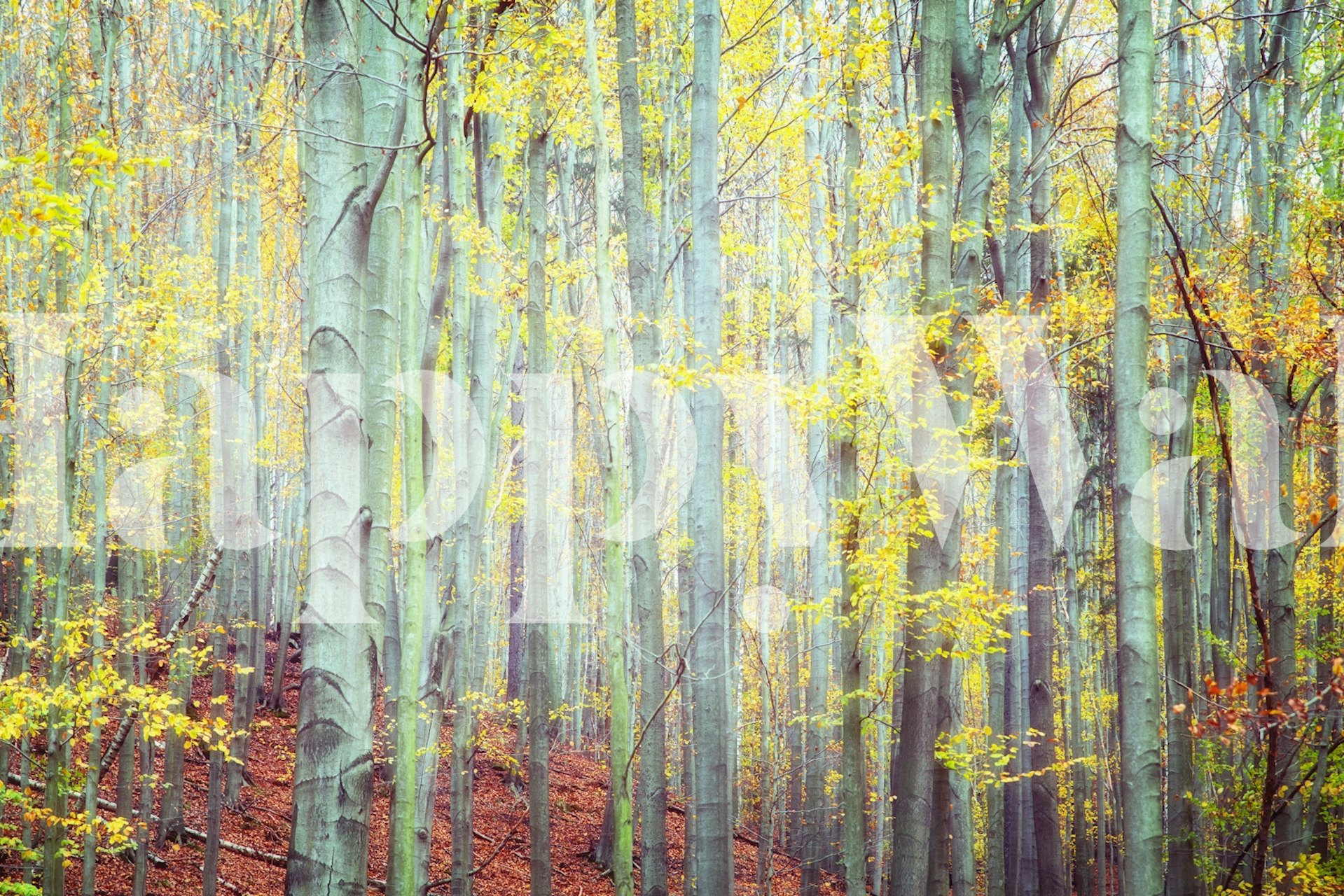 Papel de parede Enchanted Autumn Woods em um quarto