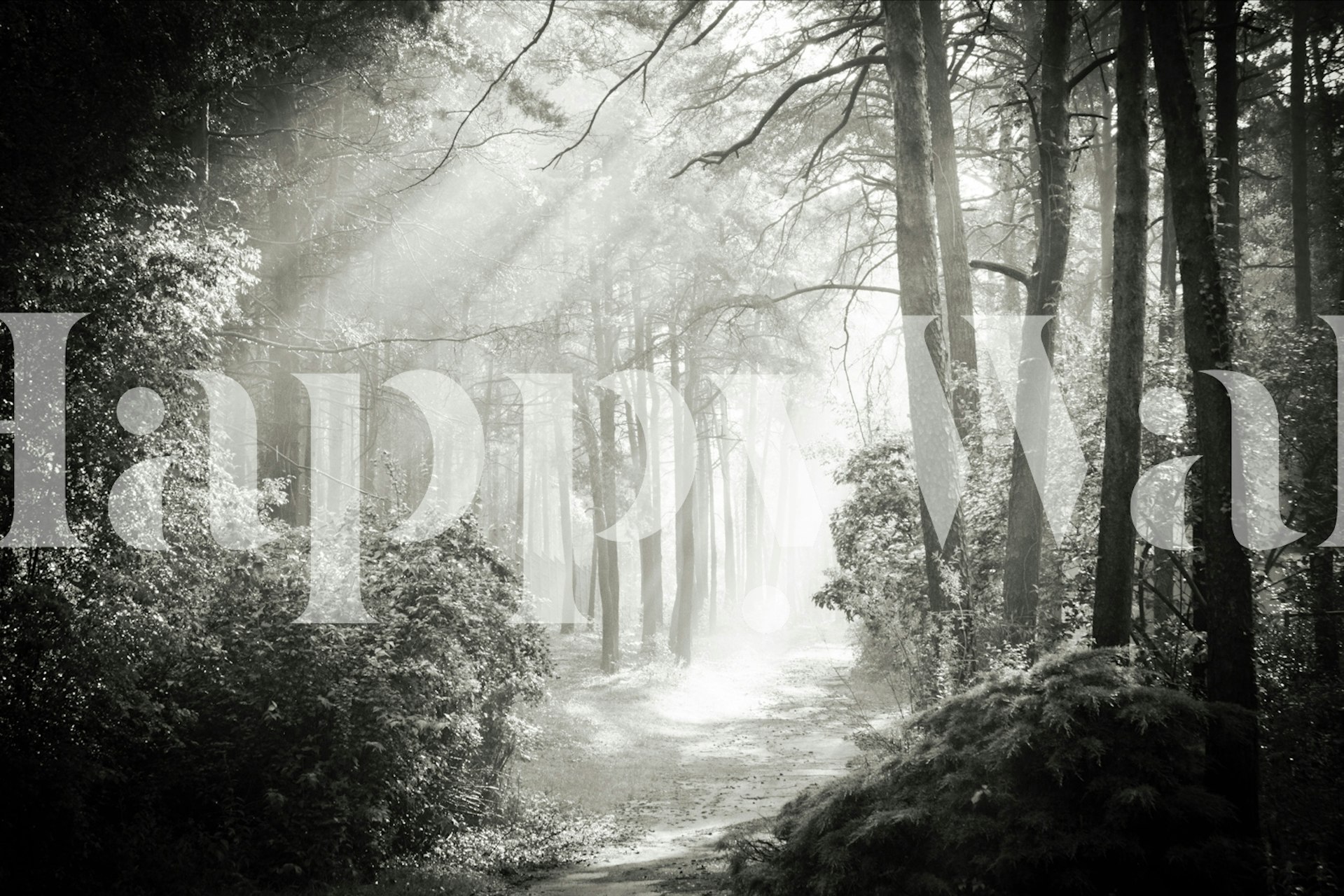 Sunny Woodland Morning wallpaper design