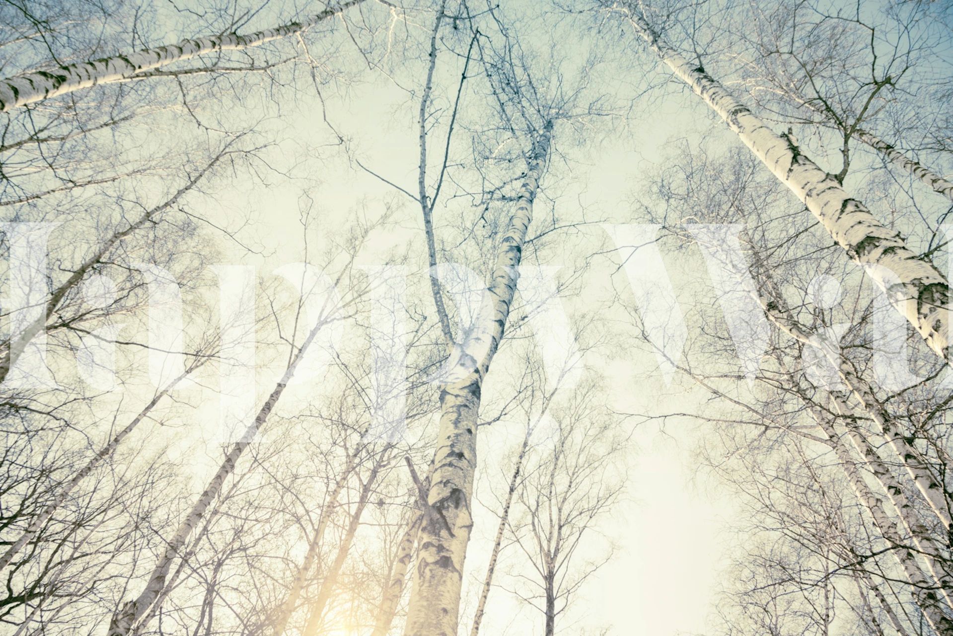 Birch trees under a bright sky with sunlight, nature wallpaper