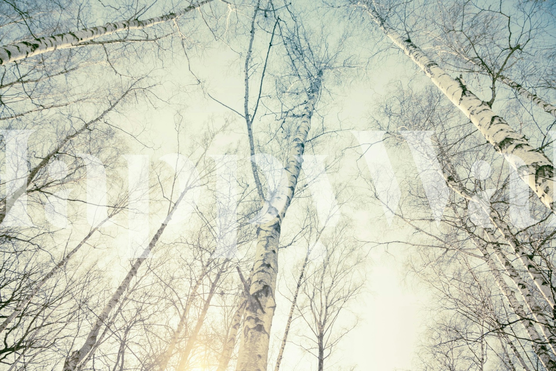 Birch trees under a bright sky with sunlight, nature wallpaper