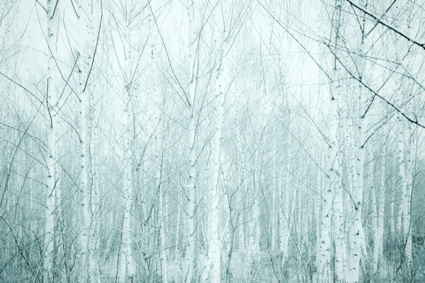 Serene Birch Forest
